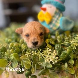 Poodle Puppies from Lone Cedar Kennel