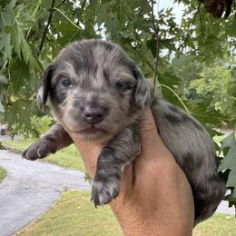 Indigo - Dapple male Dachshund puppy in Bentonville, Arkansas from Boujee Buns Dachshunds