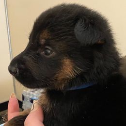 German Shepherds from TreuHardt German Shepherds