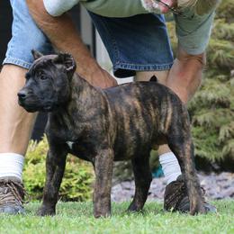 Red Collar - Tiger male Perro de Presa Canario puppy in Pocahontas, Illinois from Cabeza Grande Kennel