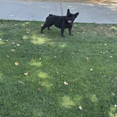 Zoomie - French Bulldog