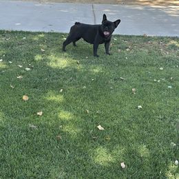 Zoomie - French Bulldog