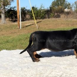 Dachshund Puppies from Little Legs Miniature Dachshunds