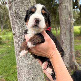 Jessie - Tri-color female Bernese Mountain Dog puppy in Fort Meade, Florida from Baldwin Dood Ranch