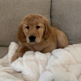 Sunny (Silver Collar Girl) - Golden female Golden Retriever puppy in Gilbert, Arizona from Dani’s Dawgs
