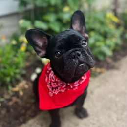 French Bulldogs from French Bulldog Kisses