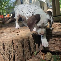Grey - White and liver brown female Dalmatian puppy in Pulaski, Tennessee from River Valley Forge Dalmatians