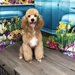 Velvet - Apricot female Poodle puppy in Stilwell, Oklahoma from LR&R Dog Co.