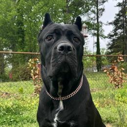 Cane Corso from TrinityForce Cane Corso