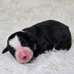 Accio - Black and white male Border Collie puppy in Chicora, Pennsylvania from Riverwood