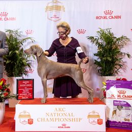 Rosie - Weimaraner