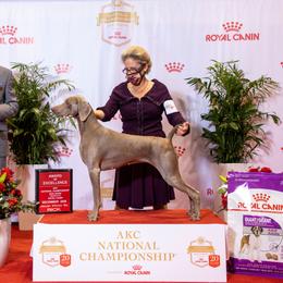 Rosie - Weimaraner