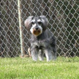 Fritz - Miniature Schnauzer