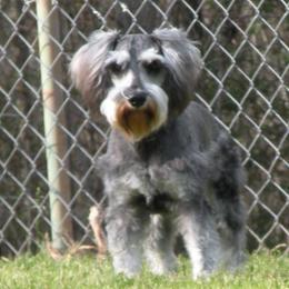 Fritz - Miniature Schnauzer