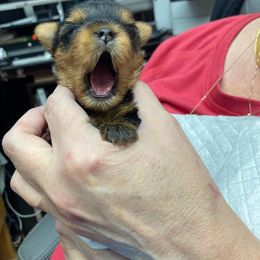 "yawn... it's trieing " Yorkshire Terrier Puppies from Dana's Yorkies