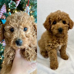 Spot - Cavapoo puppy from Cedar Sprout Puppies