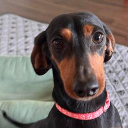 Taffy - Dachshund