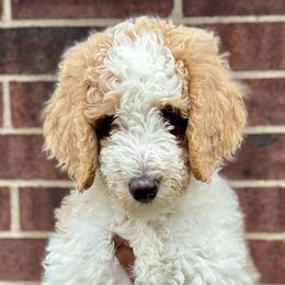 Orange - Parti Poodle puppy in Texas from Palace Pups NTX