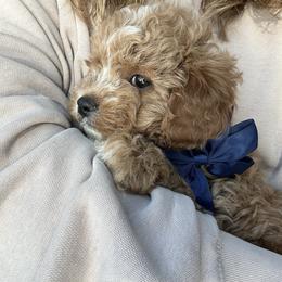 Boy 2 - male Cavapoochon puppy in Clementon, New Jersey from PitterPatterPuppiesNJ
