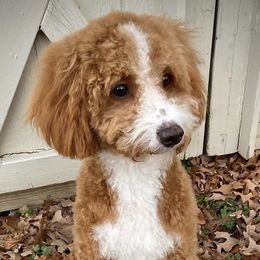 Reba - Goldendoodle