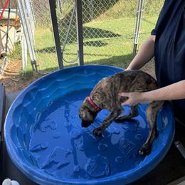 Greyhound Puppies from ARK Kennels