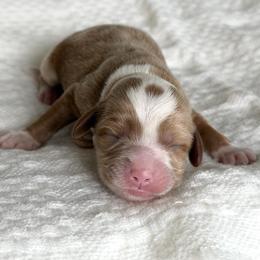 White - Caramel female Australian Labradoodle puppy in Auburn, Washington from West Valley Labradoodles