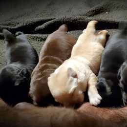 Labrador Retriever Puppies from Rycroft Labradors