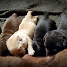 Labrador Retriever Puppies from Rycroft Labradors