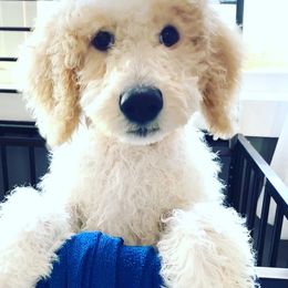 Poodles from It's A Poodle Parti!