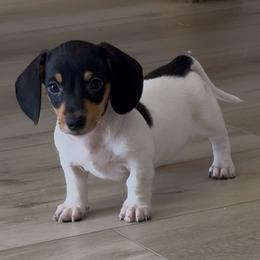Peggy - Black and tan female Dachshund puppy in Apple Valley, California from Socaldoxies