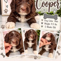 Copper - Gray Collar - Brown and white male Bernedoodle puppy in Winfield, Alabama from Rose Lane Doodles