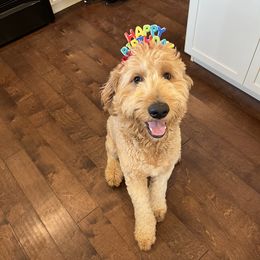 Goldendoodles and Poodles from Angel’s Standard Doodles and Poodles