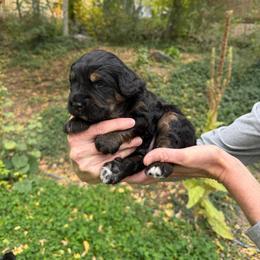 Buddy - Phantom male Bernedoodle puppy in Las Vegas, Nevada from Perfect Bernedoodles
