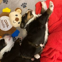 Miniature Australian Shepherd Puppies from Liberty Luck Mini Aussies