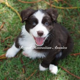 Jasmine - Red & white Miniature American Shepherd puppy in Kamuela On The Big Island, Hawaii from Royal Hawaiian Aussies LLC