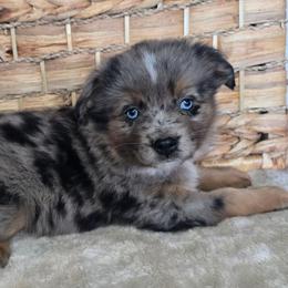 Peanut Butter - Blue merle male Miniature Australian Shepherd puppy in Paris, Texas from Blue Envy Mini Aussies