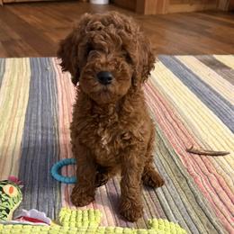 Destiny - Red  female Goldendoodle puppy in Carnesville, Georgia from Mustard Seed Ranch Goldendoodles