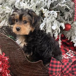 Morkie puppies from Georgias Finest Puppies