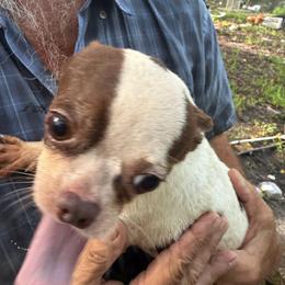 Troy - Chocolate and white male Chihuahua puppy in New Port Richey, Florida from The Wolf Pack