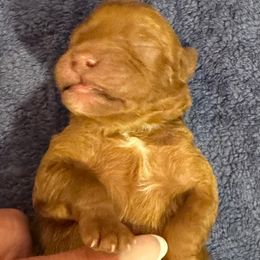 Sarge - Brown male Cavapoo puppy in Bloomington, Illinois from Kauth Design Cavapoos