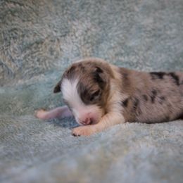 Morticia - Blue merle female Australian Shepherd puppy in Saint Maries, Idaho from North Idaho Aussies
