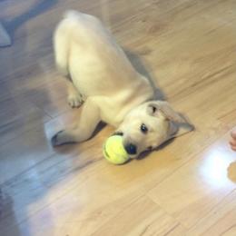 Labrador Retriever Puppies from Findaway Labradors