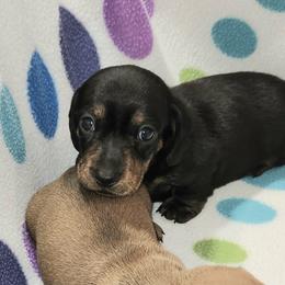 TBD - Black and tan female Dachshund puppy in Littlestown, Pennsylvania from Redeemer's Dachshunds