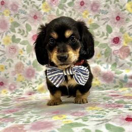 Peace - Black and cream male Dachshund puppy in Biloxi, Mississippi from Southern Doxies Ms