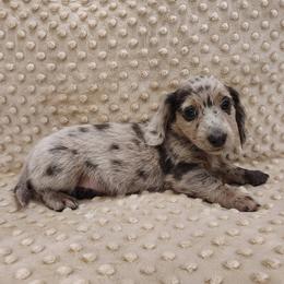 Puppy 3 - Blue and tan male Dachshund puppy in Krum, Texas from Dots N Spots Dachshunds