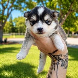 Kobe - Gray and white male Pomsky puppy in La Verne, California from Red Cedar Pomskies