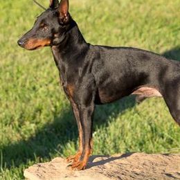 Basenjis and Manchester Terriers from Marjani