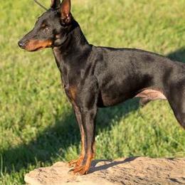 Basenjis and Manchester Terriers from Marjani