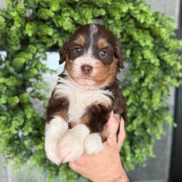 Adelaide - female Australian Mountain Doodle puppy in Spanish Fork, Utah from K Brand Doodles