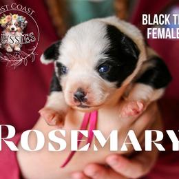 Rosemary - Black tri female Miniature American Shepherd puppy in Ferndale, California from Lost Coast Aussies
